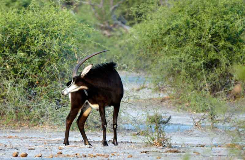 07 - Botswana - antilope Sable - parque nacional de Chobe
